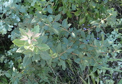 Searsia tomentosa