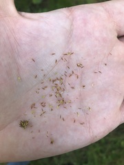 Rhynchospora microcephala