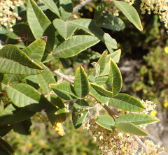 Searsia tomentosa