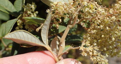 Searsia tomentosa