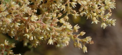 Searsia tomentosa