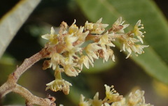 Searsia tomentosa