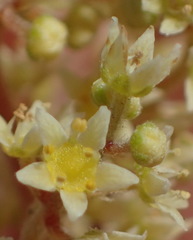 Searsia tomentosa