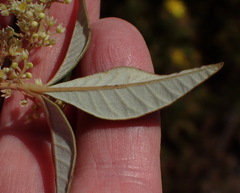 Searsia tomentosa