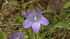 Campanula tridentata