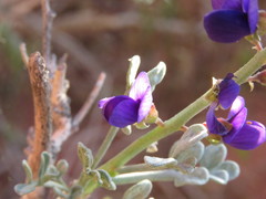 Psorothamnus fremontii