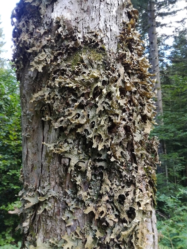 jamkatec (Lobaria)