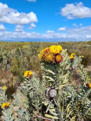 Leucospermum parile