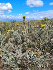 Leucospermum parile
