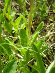 Campanula tridentata