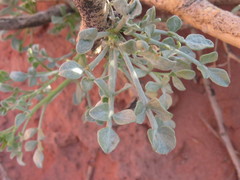 Psorothamnus fremontii