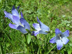 Campanula tridentata