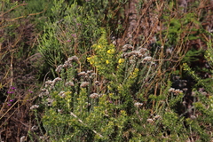 Aspalathus astroites