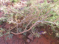 Psorothamnus fremontii