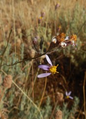 Galatella aragonensis