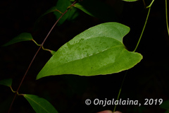 Dioscorea arcuatinervis