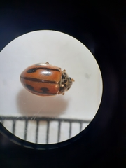 Mulsantina hudsonica