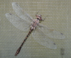 Gomphaeschna antilope