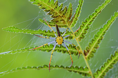 Peucetia madagascariensis
