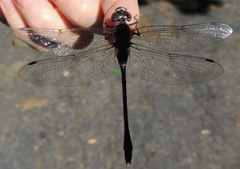 Gomphaeschna antilope