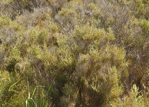 Image of Tecticornia arbuscula by (c) Rod Lowther, some rights reserved (CC BY)