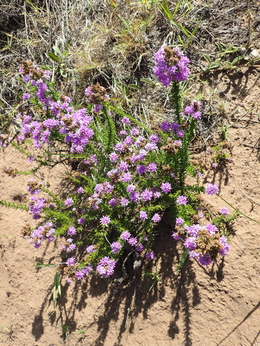 Image of Dune Bitterbush (Selago villicaulis) by (c) Nicola van Berkel, some rights reserved (CC BY-SA)