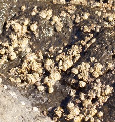 Chthamalus antennatus