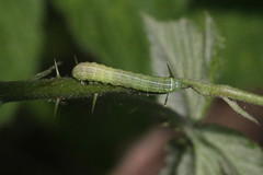 Orthosia cerasi