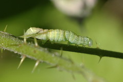 Orthosia cerasi