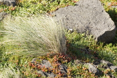 Poa poiformis