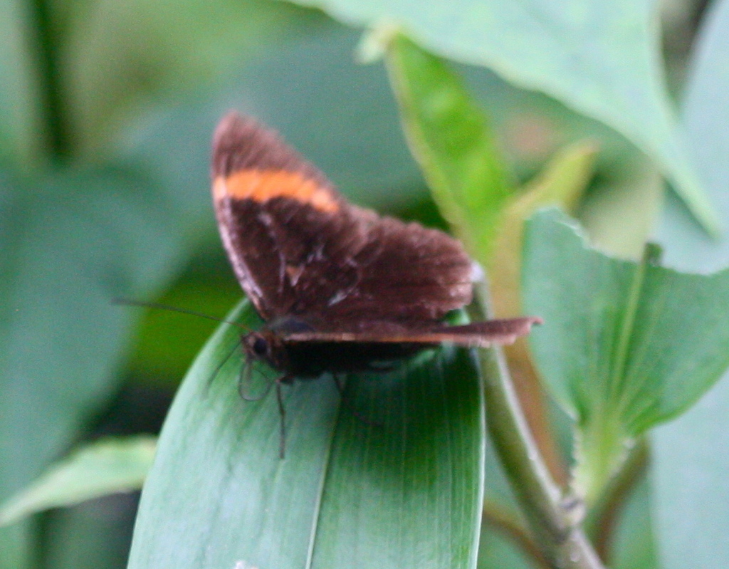 Pedaliodes pacifica
