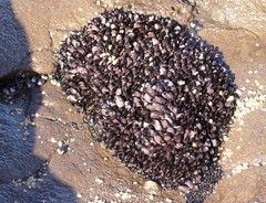 Brachidontes rostratus