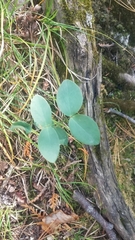 Lathyrus ochroleucus