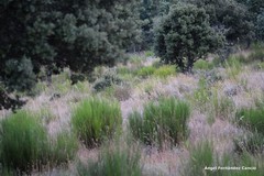Lavandula pedunculata