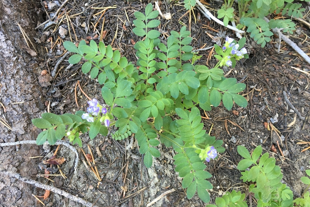 California Jacob's ladder