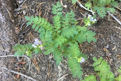 Polemonium californicum