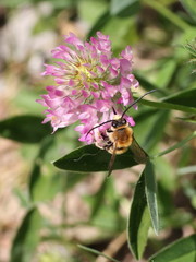 Eucera longicornis