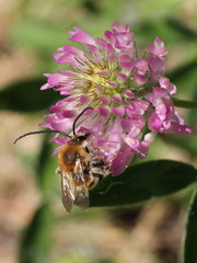 Eucera longicornis