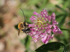 Eucera longicornis