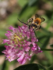 Eucera longicornis