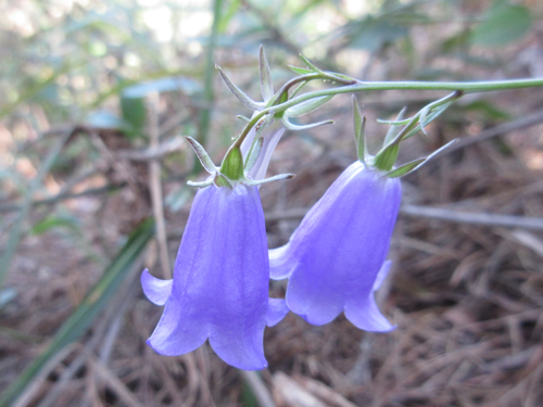 Adenophora stricta iNat (1)