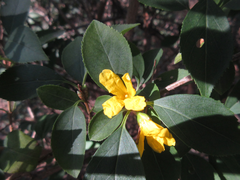 Forsythia koreana