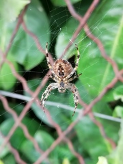 Araneus diadematus