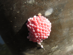 Pomacea canaliculata