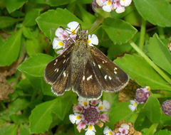 Piruna aea