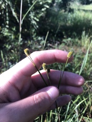 Cyperus retrorsus image