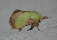 Parasa chloris