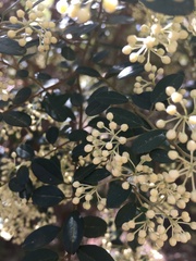 Pomaderris vacciniifolia