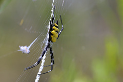 Argiope coquereli
