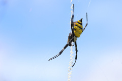 Argiope coquereli